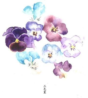 三色堇花语
