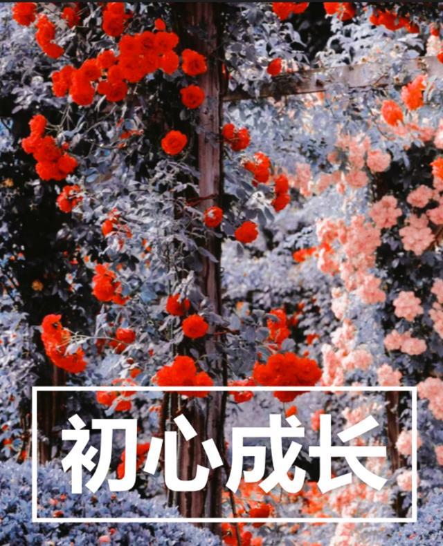 初心和成长