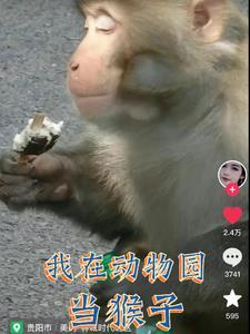 我在动物园的日常