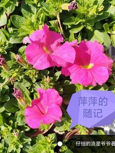萍萍老师是哪个大学的